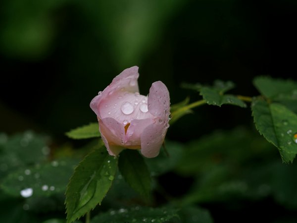 Maximizing Garden Shed Efficiency: Budget-Friendly Insulation Solutions for UK Homeowners